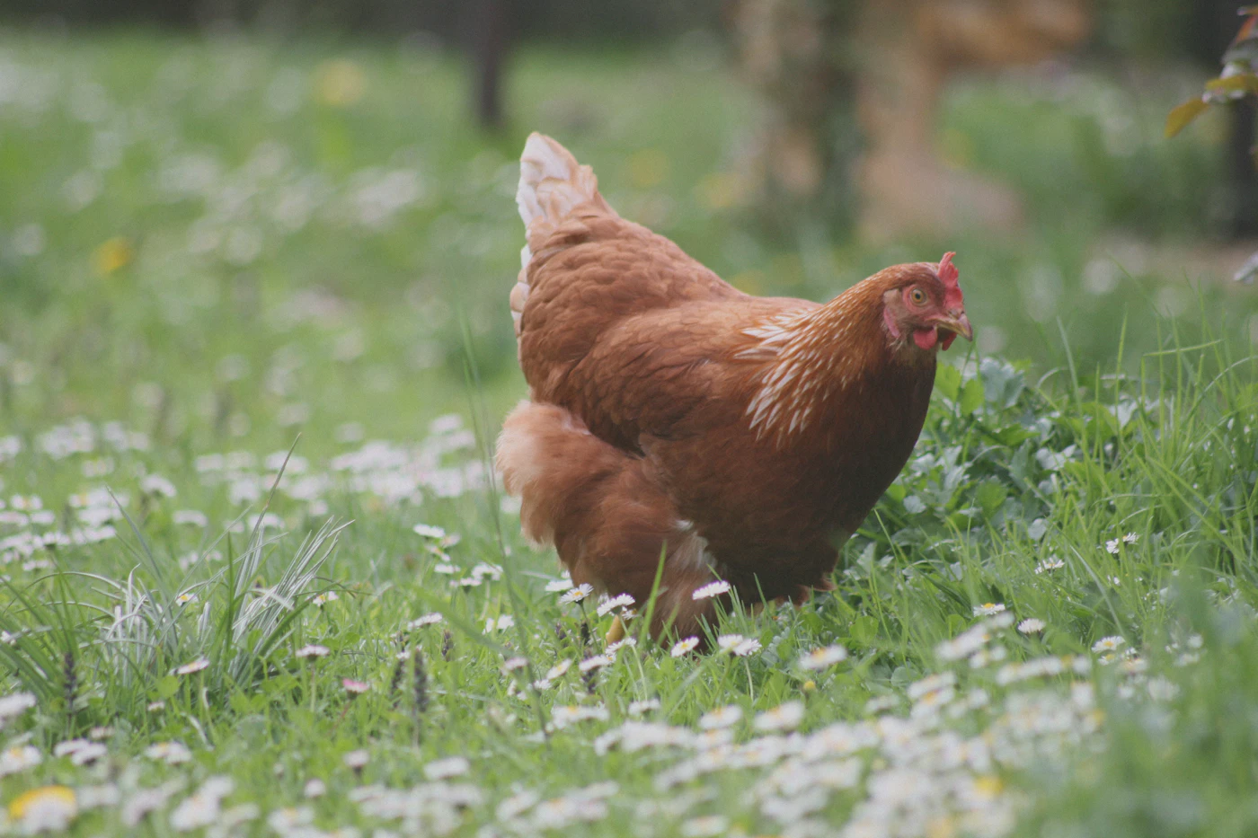 A brown hen exploring a green pasture in the sunshine