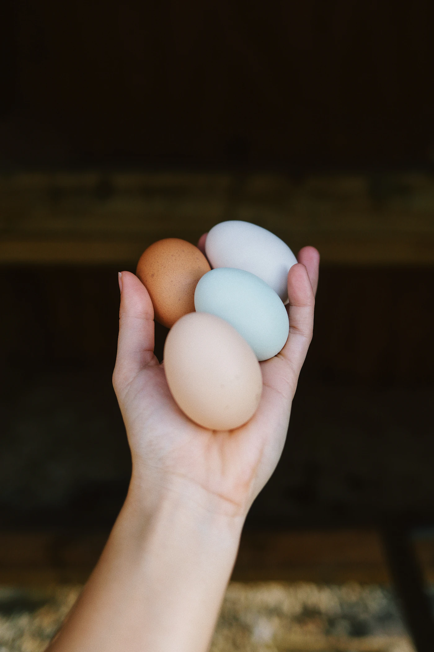 Fresh eggs held gently in a pair of hands