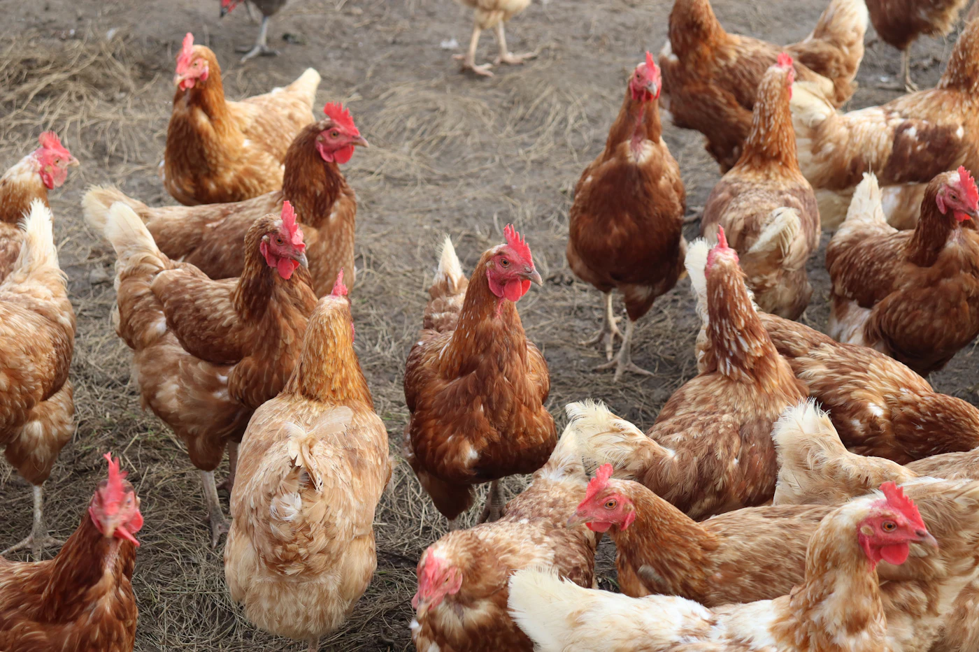 A flock of hens exploring an open farmyard
